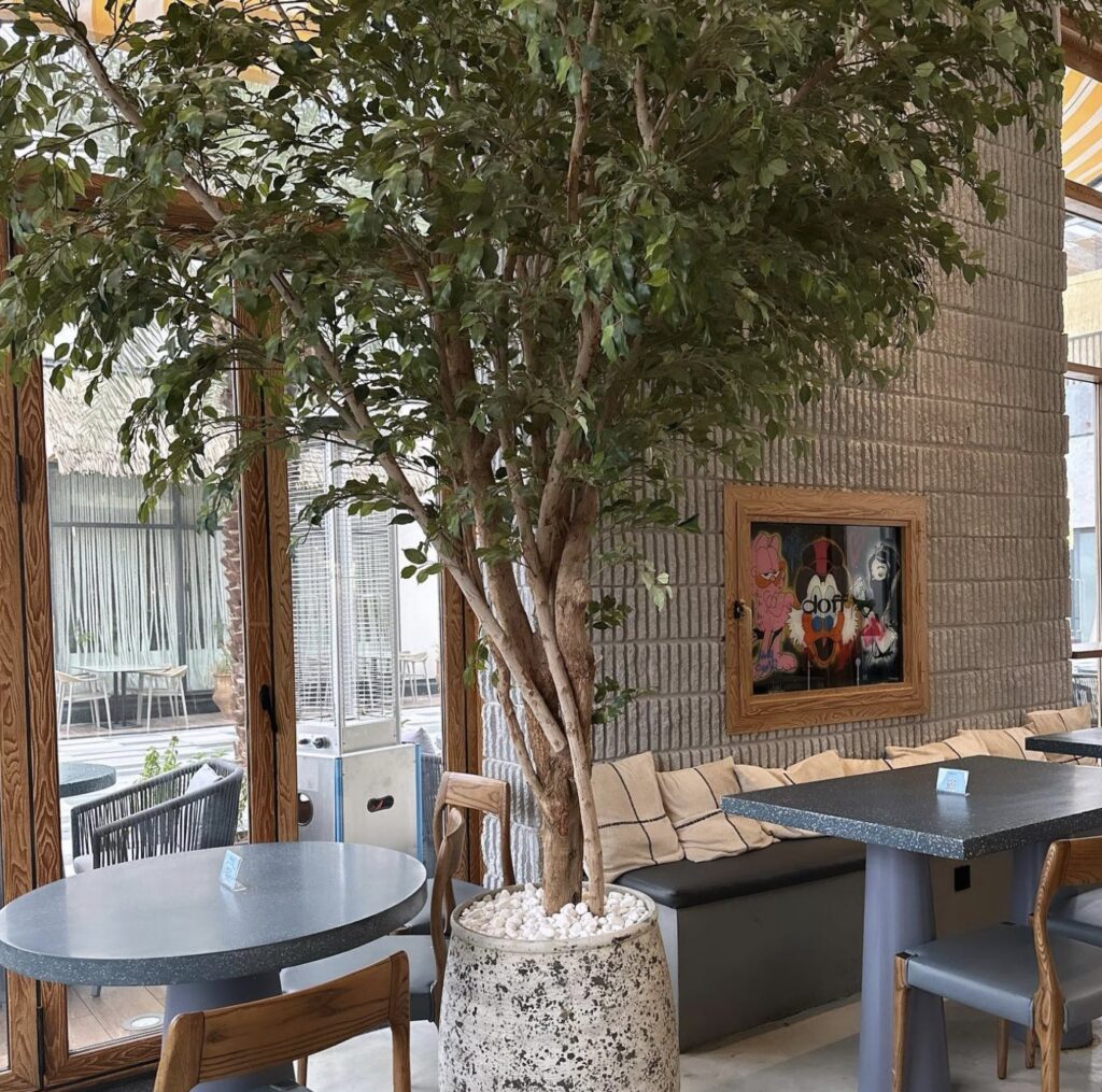 Seating beside an olive tree and a cushioned banquette at Doff Coffee